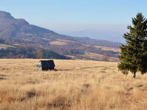 Foto Dupa-amiaza in Poiana Merchiului (c) Petru Goja